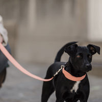 Produktbild von Kentucky Dogwear Hundehalsband Jacquard Neon Orange XS 37cm Kunstleder