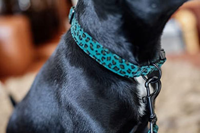Kentucky Dogwear Hundehalsband Leopard Grün Größe S (28-40cm) – Bild 1 von 6
