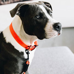 Kentucky Dogwear Hundehalsband Soft Rubber Orange L 62cm wasserfest – Bild 1 von 2