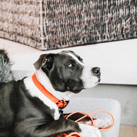 Produktbild von Kentucky Dogwear Hundehalsband Soft Rubber Orange XL Waterproof Gummi - 71 cm