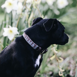 Kentucky Dogwear Hundehalsband Triangle aus Kunstleder Braun XS 37cm - 37 cm – Bild 1 von 6