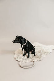 Kentucky Dogwear Hundehalsband Velours Eidechse Beige Größe XS 25-38cm – Bild 1 von 2