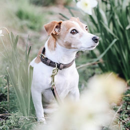 Produktbild von Kentucky Dogwear Hundehalsband Velvet Leather aus Kunstleder Braun XXS