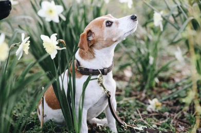 Kentucky Dogwear Hundehalsband Velvet Leather aus Leder Braun Größe XL 71cm – Bild 1 von 13