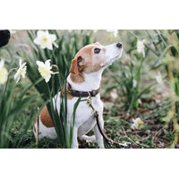 Produktbild von Kentucky Dogwear Hundehalsband Velvet Leather aus Leder Braun Größe XL 71cm