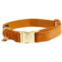 Produktbild von Kentucky Dogwear Hundehalsband Velvet Orange Größe L