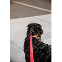 Produktbild von Kentucky Dogwear Hundeleine aus Cord in Dunkelgrün 120cm - 120 cm
