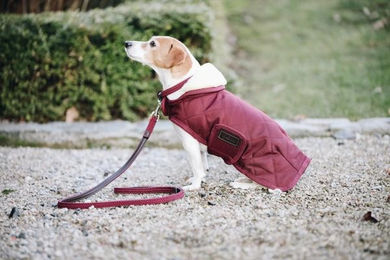 Produktbild von Kentucky Dogwear Hundeleine aus geflochtenem Nylon in Beige 120 cm Size L - 120 cm