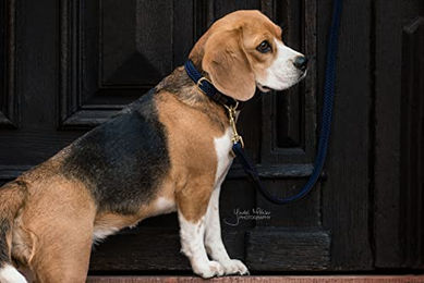 Kentucky Dogwear Hundeleine aus geflochtenem Nylon in Bordeaux 200cm - 200 cm – Bild 1 von 3