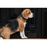 Produktbild von Kentucky Dogwear Hundeleine aus geflochtenem Nylon in Bordeaux 200cm - 200 cm