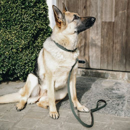 Kentucky Dogwear Hundeleine aus geflochtenem Nylon in Grün 120 cm - 120 cm – Bild 1 von 4