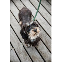 Produktbild von Kentucky Dogwear Hundeleine aus geflochtenem Nylon in Grün Gold 200cm - 200 cm