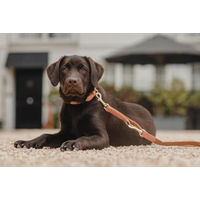 Produktbild von Kentucky Dogwear Hundeleine aus veganem Leder in Peach Brown 250cm - 2,5 m