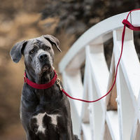 Produktbild von Kentucky Dogwear Hundeleine Corduroy Rot 120 cm - 120 cm