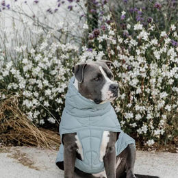Kentucky Dogwear Hundemantel Pina Winter Blau wasserabweisend – Bild 1 von 2