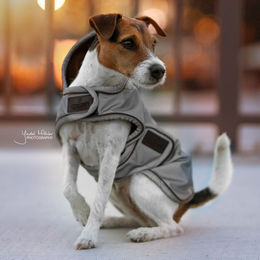 Kentucky Dogwear Hundemantel Reflektierend und Wasserabweisend Silber Größe S/M – Bild 1 von 4