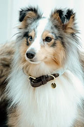 Kentucky Dogwear Jacquard Hundehalsband aus Nylon in Blau und Rot Größe XL 71cm - 71 cm – Bild 1 von 2