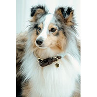 Produktbild von Kentucky Dogwear Jacquard Hundehalsband aus Nylon in Blau und Rot Größe XL 71cm - 71 cm