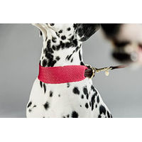 Produktbild von Kentucky Dogwear Jacquard Hundehalsband aus Nylon in Rosa Größe L 62cm - 62 cm