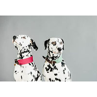 Produktbild von Kentucky Dogwear Jacquard Hundehalsband aus Nylon Orange Größe S 42cm - 42 cm