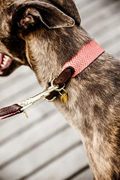 Kentucky Dogwear Jacquard Hundehalsband Orange Größe L – Bild 1 von 7