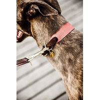 Produktbild von Kentucky Dogwear Jacquard Hundehalsband Orange Größe L