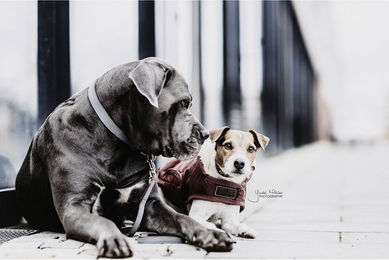 Produktbild von Kentucky Dogwear Loop Hundehalsband aus Kunstleder Grau Größe M