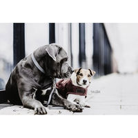 Produktbild von Kentucky Dogwear Loop Hundehalsband aus Kunstleder Grau Größe M