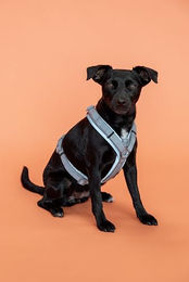 Kentucky Dogwear Reflektierendes Hundegeschirr Kentucky Active Silber Nylon XS – Bild 1 von 5