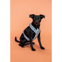 Produktbild von Kentucky Dogwear Reflektierendes Hundegeschirr Kentucky Active Silber Nylon XS