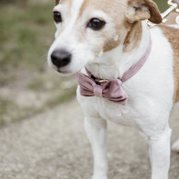 Produktbild von Kentucky Dogwear Samtfliege Halstuch aus Stoff für Hunde in Orange oder Rosa Größe S