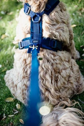 Kentucky Dogwear Sportgeschirr Aktiv Velvet für Hunde XS Blau – Bild 1 von 12