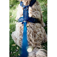 Produktbild von Kentucky Dogwear Sportgeschirr Aktiv Velvet für Hunde XS Blau