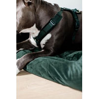 Produktbild von Kentucky Dogwear Sportgeschirr Velvet für Hunde in Grün XL (48-70 cm)