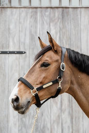 Kentucky Horsewear Anatomisches Nylon Halfter für Pferde Größe Full Blau – Bild 1 von 4