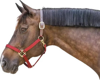 Kentucky Horsewear Breakaway Nylonhalfter für Pferde in Bordeaux mit Gold und Rot – Bild 1 von 12