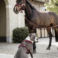 Produktbild von Kentucky Horsewear Führstrick Basic Pferdestrick aus Nylon in Grün 2 m