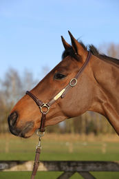 Kentucky Horsewear Grooming Lederhalfter für Warmblut in Braun – Bild 1 von 8