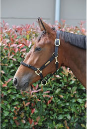 Kentucky Horsewear Kontrollhalfter aus Nylon Schwarz Größe M – Bild 1 von 5
