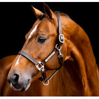 Produktbild von Kentucky Horsewear Lederhalfter für Pferde Signature in Schwarz oder Braun