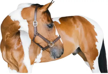 Kentucky Horsewear Lederhalfter Wellington aus Kunstleder in Braun mit Goldbeschlägen – Bild 1 von 11