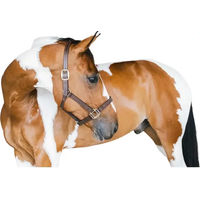 Produktbild von Kentucky Horsewear Lederhalfter Wellington aus Kunstleder in Braun mit Goldbeschlägen