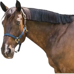 Kentucky Horsewear Nylon Halfter Breakaway für Pferde in Blau – Bild 1 von 7