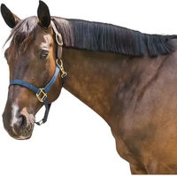 Produktbild von Kentucky Horsewear Nylon Halfter Breakaway für Pferde in Blau