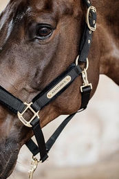 Kentucky Horsewear Velvet Stallhalfter für Warmblut in Schwarz – Bild 1 von 5