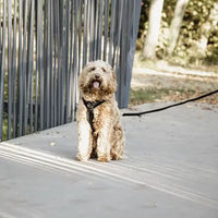 Produktbild von Kentucky Hundegeschirr Active Velvet Sportgeschirr Schwarz XL 48-70cm