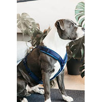 Produktbild von Kentucky Hundegeschirr Aktiv Velvet Blau S 26-40cm