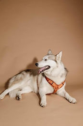 Kentucky Hundegeschirr Sportgeschirr Velvet Orange XS 22-36cm – Bild 1 von 8