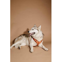 Produktbild von Kentucky Hundegeschirr Sportgeschirr Velvet Orange XS 22-36cm