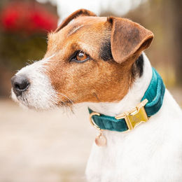 Kentucky Hundehalsband Velvet Velours Grün XS – Bild 1 von 6